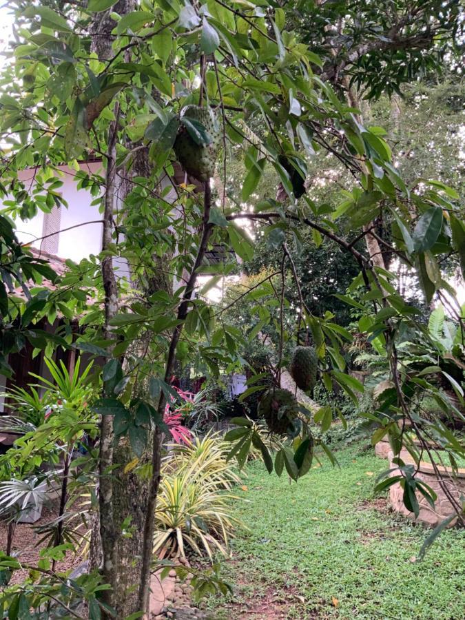 Lali Villa & Fruit Garden Galle Kültér fotó