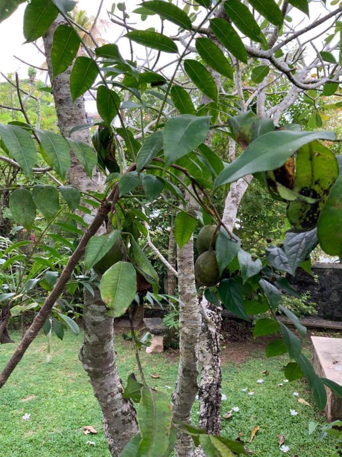 Lali Villa & Fruit Garden Galle Kültér fotó