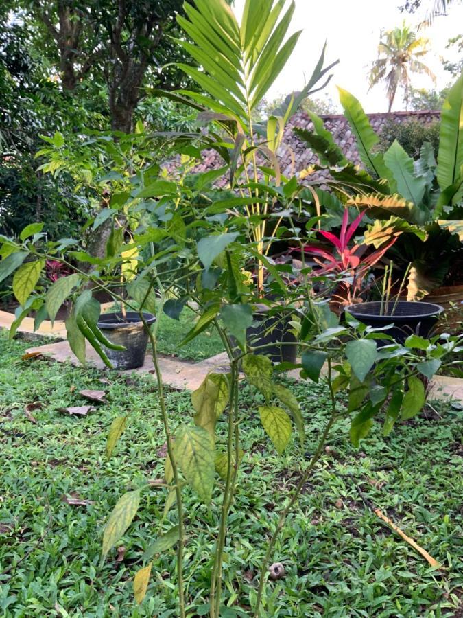 Lali Villa & Fruit Garden Galle Kültér fotó