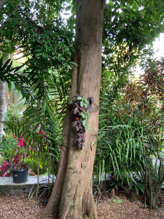 Lali Villa & Fruit Garden Galle Kültér fotó